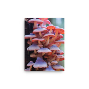Fungal Fantasia: A Collection of Enthralling Mushroom Magic Print Four